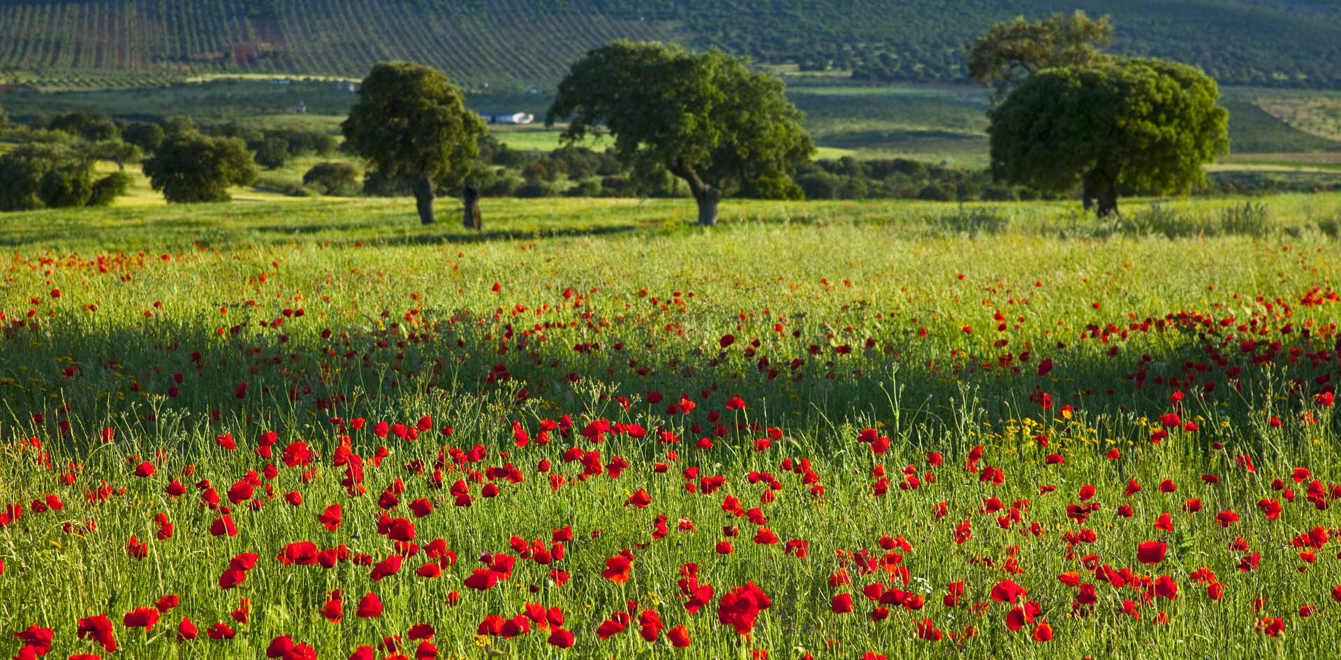 Paisaje de Extremadura de un prado verde con flores rojas