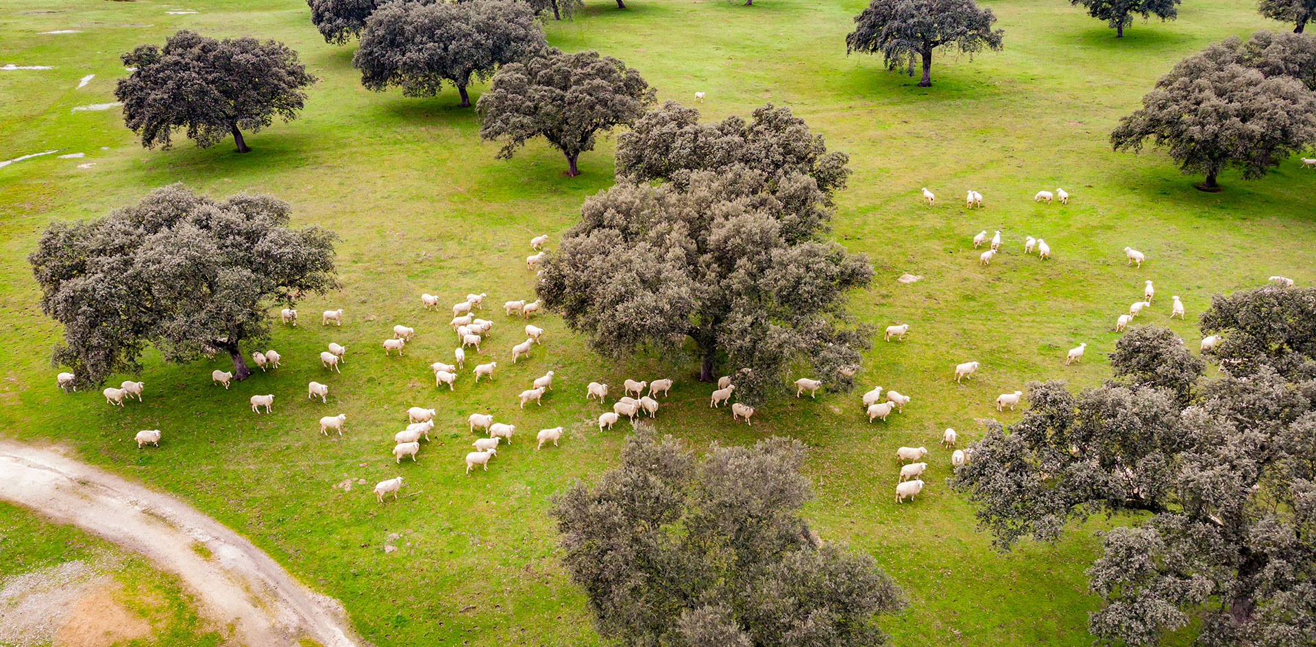 Paisaje aéreo de Extremadura, dehesa con ovejas